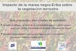 Impacto de la marea negra Erika sobre la vegetaci Ó n terrestre Dos proyectos, dos niveles de estudios: Estudio ecológico al nivel de la comunidad vegetal