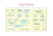 BACTERIAS. Las bacterias son microorganismos unicelulares que presentan un tamaño de algunos micrómetros de largo Las bacterias son procariotas, no tienen