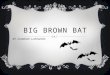 BIG BROWN BAT BY DOMINIC LUEVANOS. FEATURES  Tien e los dientes filosos, tiene los ojos gandes y ademas es muy gande. Ellos pueden volar asta 40 millas