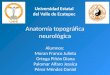 Anatomía topográfica neurológica Universidad Estatal del Valle de Ecatepec Alumnos: Moran Franco Julieta Ortega Piñón Diana Palomar Alfaro Jessica Pérez
