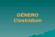 GÉNERO Clostridium. INTRODUCCIÓN  ORGANISMOS ANAEROBIOS, G + FERMENTADORES, ESPORULADOS  MÁS DE 100 ESPECIES, 20 PATÓ- GENAS (ANIMALES Y HOMBRE)  CLASIFICACIÓN