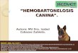 “HEMOBARTONELOSIS CANINA”. Autora: MV Dra. Isabel Cabazas Zubieta. REDVET: 2008, Vol. IX Nº 2 Esta presentación está disponible en 