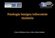 Patología benigna infrecuente mamaria A. Mesa, C. Del Camino, E. Nava, A. Díaz, A. Prieto, E. Fernández