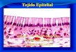 Tejido Epitelial Docente: CD. Wilson N. Zelada Silva I SEMESTRE DEL 2009 ULADECH - TRUJILLO