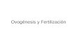 Ovogénesis y Fertilización. Entender los eventos de la Ovogénesis y como difieren de la Espermatogénesis en cuanto a gametos producidos y cuando ocurren
