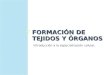 FORMACIÓN DE TEJIDOS Y ÓRGANOS Introducción a la especialización celular