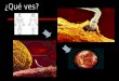 Meiosis: Reducción Actividad Completa el siguiente cuadro HaploideDiploide Espermatozoide Óvulo Cigoto ¿De qué manera se complementan el proceso de la