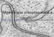 Membrana citoplasmática Membrana = pergamino, capa delgada que cubre o delimita algo
