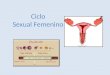 Ciclo Sexual Femenino:. CICLO SEXUAL FEMENINO: El ciclo ovárico, que consiste en la maduración de un folículo y expulsión de un ovocito. El ciclo