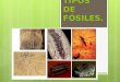TIPOS DE FÓSILES..  En general los fósiles solo conservan las partes duras del organismo fosilizado salvo en algunos casos excepcionales en los que el