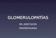 GLOMERULOPATÍAS DR. JOSÉ FUCHS FISIOPATOLOGIA. 2 Glomérulo