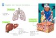 Órganos con función excretora Pulmones Eliminan dióxido de carbono Hígado Expulsa residuos procedentes de la digestión Expulsa algunos fármacos Glándulas