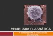 MEMBRANA PLASMÁTICA Y el transporte a través de la membrana