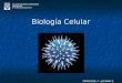 Biología Celular COLEGIO SAGRADOS CORAZONES VALPARAÍSO IIIº A BIOLOGÍA ELECTIVO PROFESOR: C. ALCAINO R