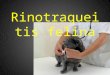 Rinotraqueitis felina. La rinotraqueítis felina es una enfermedad respiratoria muy contagiosa que a veces ocasiona la muerte. En muchos otros casos, deja