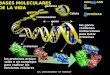 G enoma Célula cromosomas genes los genes contienen instrucciones para hacer proteínas ADN proteínas las proteínas actúan solas o en complejos para realizar