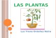 L AS P LANTAS Luz Yrene Ordoñez Naira D EFINICIÓN Las plantas son orgánismos vivos que contienen clorofila y producen su propio alimento