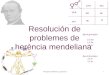 1 Dr. Antonio Barbadilla Principios mendelianos y extensiones1 AAAa aa 1/2 A1/2 a 1/2 A 1/2 a Razón fenotípica 3/4 A- 1/4 aa Razón genotípica 1/4 AA 1/2