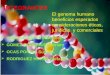 El genoma humano beneficios esperados consideraciones éticas, jurídicas y comerciales