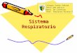 Sistema Respiratorio Colegio Santa Sabina Sexto año básico Depto. De Ciencias Prof. Paulette Rivera F