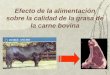 Efecto de la alimentación sobre la calidad de la grasa de la carne bovina