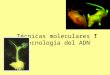 Técnicas moleculares I “Tecnología del ADN”. Estructura y características de los ácidos nucleicos mRNA