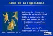 Pasos de la Fagocitosis –Quimiotaxis (Receptor / sustancia quimiotáctica) –Unión a receptores de membrana (Adherencia) : Receptores inespecíficos Receptor