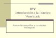 IPV Introducción a la Practica Veterinaria Anatomía topográfica y constantes fisiológicas