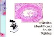 Práctica identificación de Tejidos. Tipos de tejidos EpitelialRevestimientoMono estratificado Pluriestratificado Glandular ConectivosConjuntivoLaxo o