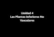 Unidad 4 Las Plantas Inferiores No Vasculares. 4.1 CARACTERÍSTICAS GENERALES, MORFOLOGÍA Y CICLOS DE VIDA 4.2 DIVISION BRYOPHYTA