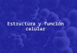 Estructura y función celular. Breve historia de la Biología Celular El estudio de la célula a través del ojo humano. Desarrollo la tecnología de imágenes