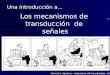 Los mecanismos de transducción de señales Una introducción a... Patricia V. Agostino – Laboratorio de Cronobiología - UNQ