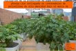 Evaluación de la producción de papa criolla Solanum phureja, clon antioqueño en contenedores de polietileno de alta densidad bajo el marco de Agricultura