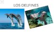 LOS DELFINES Cuales son sus características Los delfines son animales mamíferos que viven en medios acuáticos. Los delfines pertenecen a la familia de