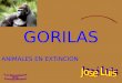 GORILAS ANIMALES EN EXTINCION Los gorilas se desplazan generalmente en cuatro patas. Sus extremidades anteriores son más alargadas que las posteriores