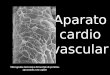 Aparato cardio vascular Micrografía electrónica de barrido de pericitos aprazando a un capilar