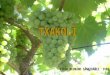DIEGO MEDRANO SANTIBÁÑEZ SVN2. El Txakolí, también llamado chacolí, txakolina o txakolin es un vino blanco joven caracterizado por su sabor afrutado y