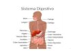 Sistema Digestivo 1 Video: Sistema Digestivo  *Verán preguntas en el examen sobre este video 2