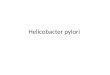 Helicobacter pylori. Características generales Espirilos o bacilos curvos. Gram negativos. Tamaño: 3 micras de largo y 0.5 de diámetro. Microaerófilos