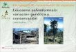 Estrategias de conservación de especies Leucaena salvadorensis: variación genética y conservación David Boshier