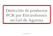 DNA-Fingerprint1 Detección de productos PCR por Electroforesis en Gel de Agarosa