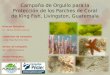 Campaña de Orgullo para la Protección de los Parches de Coral de King Fish, Livingston, Guatemala Director Ejecutivo: Lic. Marco Vinicio Cerezo Supervisor