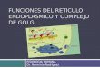 FUNCIONES DEL RETICULO ENDOPLASMICO Y COMPLEJO DE GOLGI. FISIOLOGIA HUMANA Dr. Herminio Rodríguez