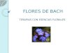 FLORES DE BACH TERAPIAS CON ESENCIAS FLORALES. Reconocidas por la OMS: Desde 1976, la OMS incorpora las esencias florales o “Flores de Bach” entre los