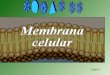 Clase 5. Estructura de la Membrana Celular El grosor de la membrana es de 7.5 a 10 nanómetros (nm).El grosor de la membrana es de 7.5 a 10 nanómetros