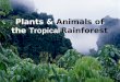 Plants & Animals of the Tropical Rainforest. --Yo soy “primo” del saltamonte— Me gusta cantar Add me to your paper, por favor!