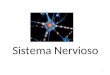 Sistema Nervioso 1. El sistema nervioso mantiene el cuerpo en homeostasia a través de señales eléctricas Provee sensación Encargado de funciones mentales