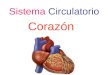 Sistema Circulatorio Corazón. El corazón es:corazón Un órgano hueco del tamaño del puño Ubicación Topográfica Está encerrado en la cavidad torácica, en