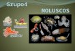 Los moluscos (Mollusca, del latín molluscum "blando") forman uno de los grandes filos del reino animal. Son invertebrados protóstomos celomados, triblásticos