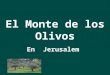 El Monte de los olivos es un cerro que cada uno está asociado con las religiones judías y cristianas. Desde tiempos bíblicos hasta la actualidad, los